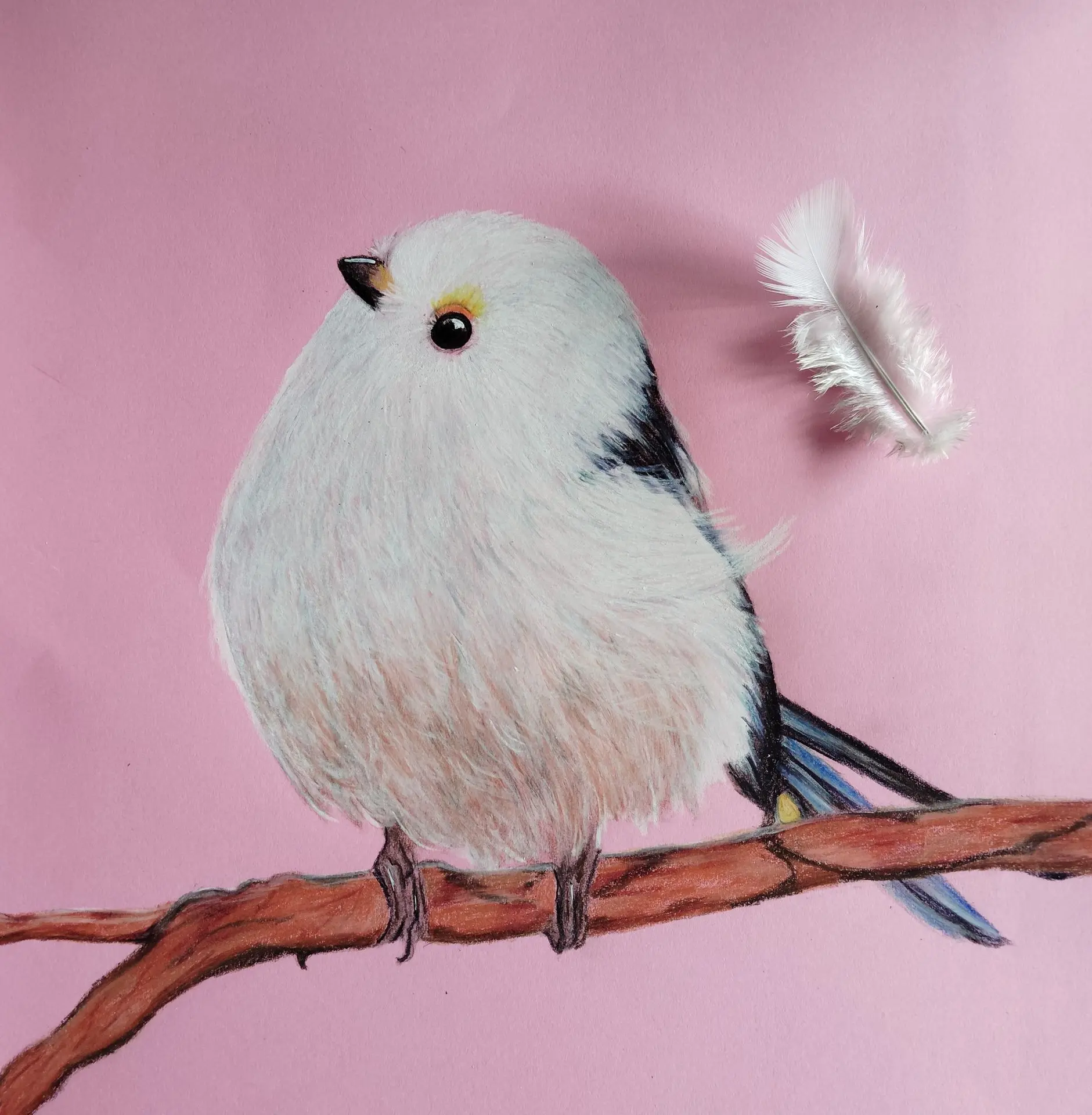 Petit oiseau blanc et sa plume (crayons de couleur)