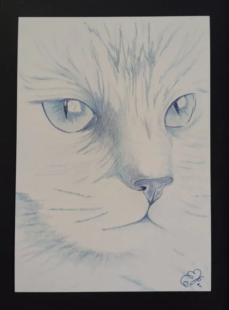 Blue Cat