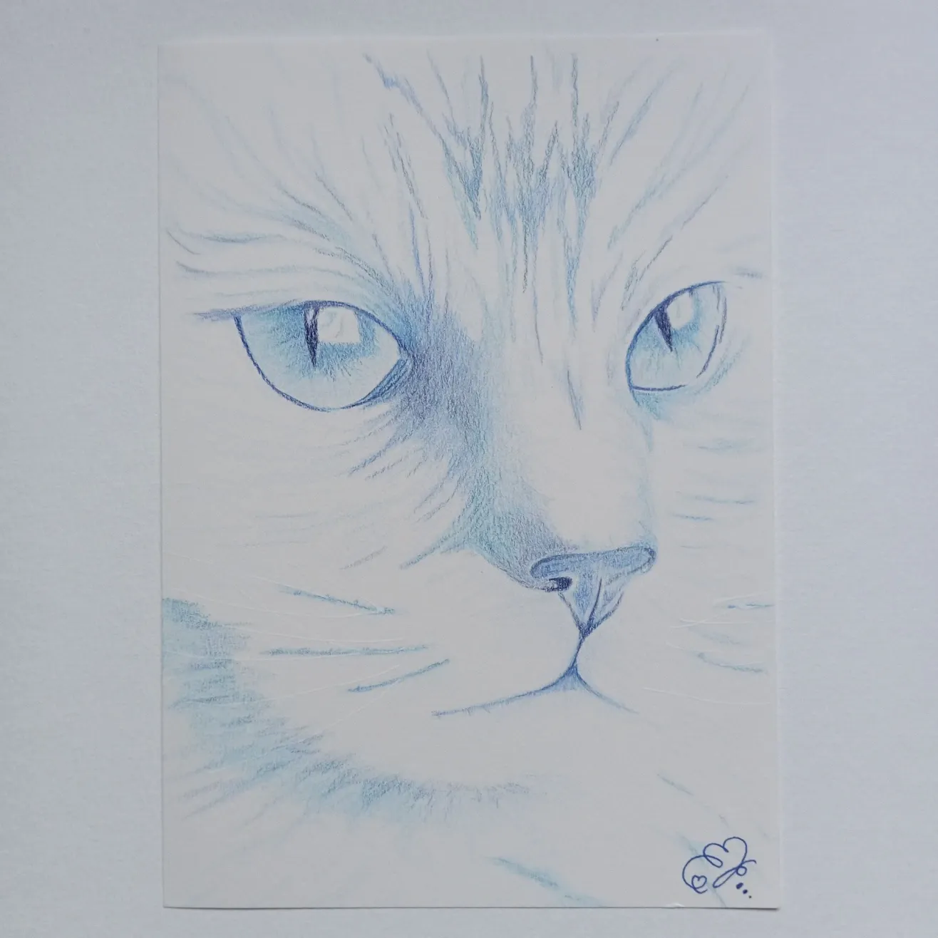 Blue Cat