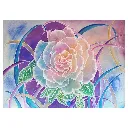 The Rainbow Rose