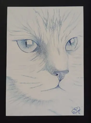 Blue Cat